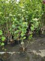 Aronia czarnoowocowa NERO