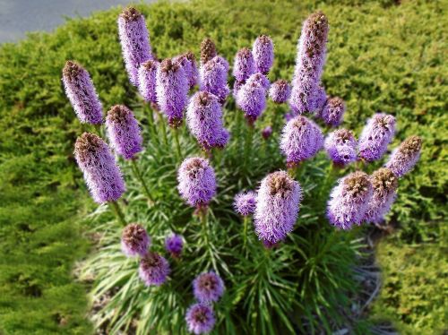 Šuškarda klasnatá VIOLETT