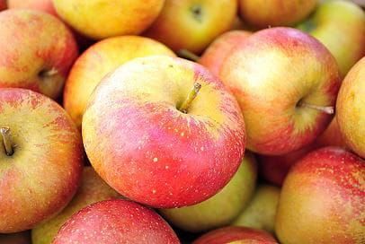 Jabloň KOKSA POMARAŃCZOWA ve květináči