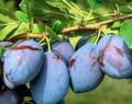Śliwa HAGANTA