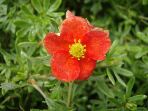 Mochna MARIAN RED ROBIN
