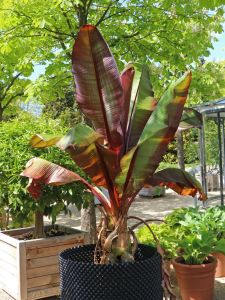 Plantain MUSA MAURELLI