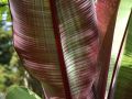 Bananowiec MUSA MAURELLI