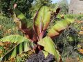 Bananowiec MUSA MAURELLI