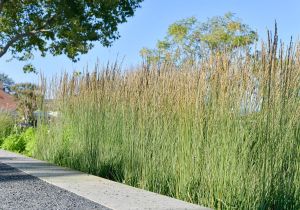 TRÁVA Bezkolenec modrý MOOREHEXE