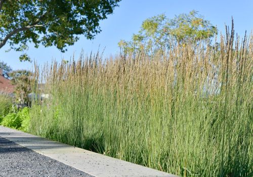 TRÁVA Bezkolenec modrý MOOREHEXE