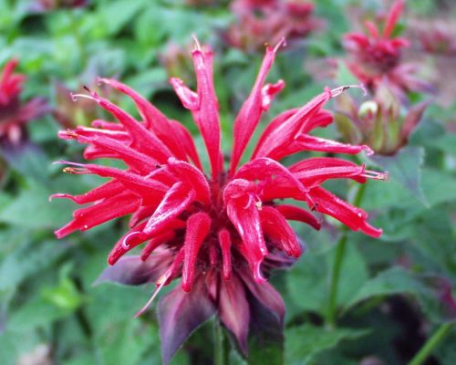 Zavinutka CAMBRIDGE SCARLET