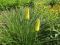 Trytoma SUNNINGLADE YELLOW