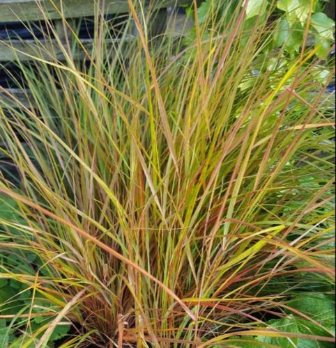 Kavyl třtinovitý SIROCCO