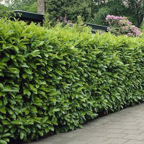 Bobkovišeň NOVITA 160 cm