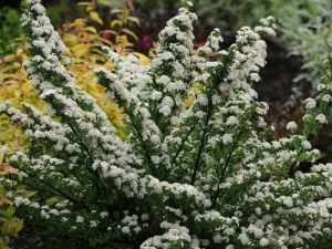 Tavolník nipponský JUNE BRIDE