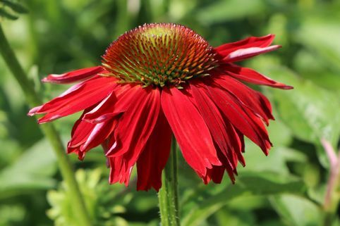 Třapatkovka nachová LOKATA RED