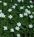Zawilec ‘Anabelle White’