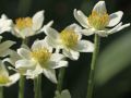 Zawilec ‘Anabelle White’