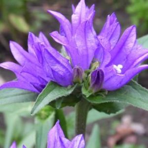 Zvonek klubkatý SUPERBA 