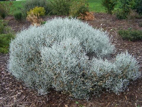 Drátovec WHIMSY SILVER