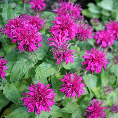 Monarda BALMY PURPLE-Zavinutka