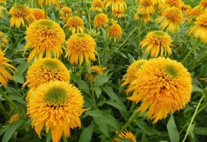 Třapatkovka SECRET GLOW