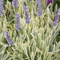 Lavenda Platinium Blonde