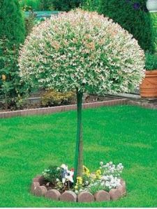 Vrba japonská HAKURO NISHIKI - 80 cm na pařezu