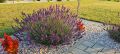 Lawenda VALENCE DARK VIOLET