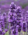 Lawenda VALENCE DARK VIOLET