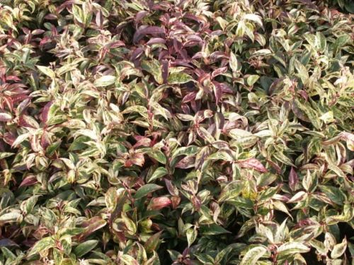 Leukothoe HOKUSPOKUS
