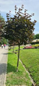 Javor mléč CRIMSON KING - 110 cm