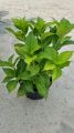 Hortensja Ogrodowa EARLY BLUE