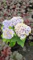 Hortensja 'Saxon Candy Heart Blue'