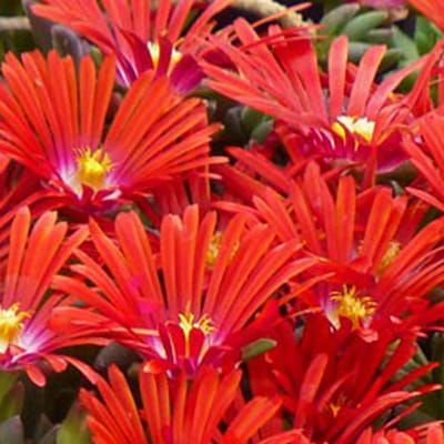 Kosmatec  SUNDELLA RED