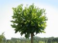 Platan Kulisty ALPHEN'S GLOBE 150 cm