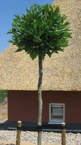 Platan kulatý  ALPHEN'S GLOBE 150 cm