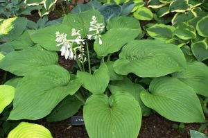 Bohyška -  Hosta T-REX