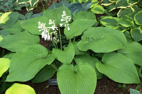 Bohyška -  Hosta T-REX