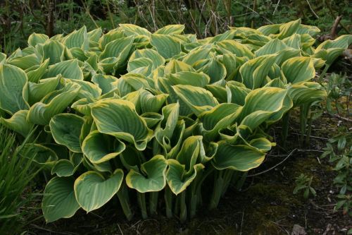 Bohyška - Hosta SAGAE