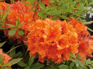 Pěnišník velkokvětý ARNESON'S GEM