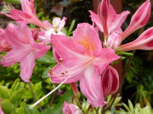 Pěnišník velkokvětý JOLIE MADAME