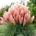 Trawa pampasowa PINK FEATHER