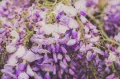Wisteria Kwiecista LUDWIK LAWIN