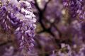 Wisteria Kwiecista LUDWIK LAWIN