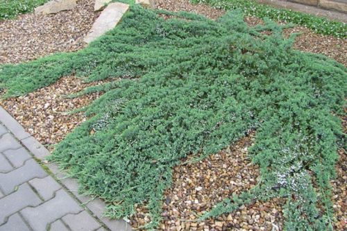 Jalovec polehlý WILTONII