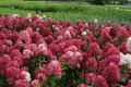 Hortensja Bukietowa DIAMANT ROUGE