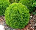 Thuja DANICA