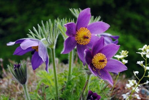 Koniklec německý DARK BLUE VIOLET