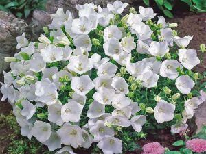Zvonek karpatský PEARL WHITE