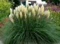 Trawa pampasowa PUMILA