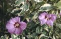 Hibiskus Variegata szczepiony