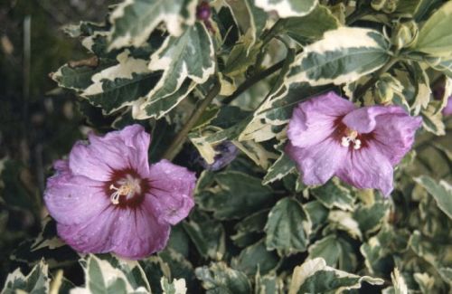 Hibiskus Variegata štěpený