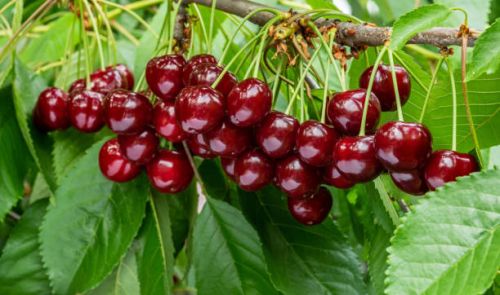 Třešeň KORDIA ve květináči